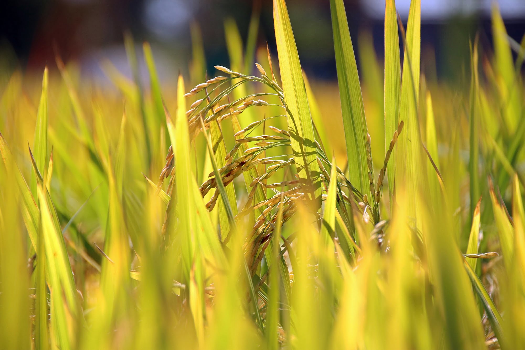 Muitas pragas, uma solução – Planeta Arroz