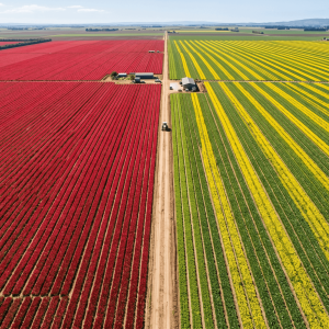 Gemini_Generated_Image_rer4w9rer4w9rer4