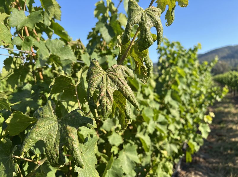 Grapevine_leaves_showing_damage_2K_202607011626