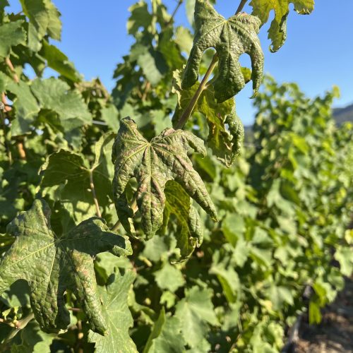 Grapevine_leaves_showing_damage_2K_202607011626
