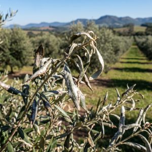 Olive_tree_leaves_showing_herbic…_202607011629