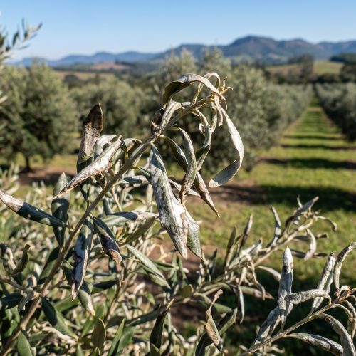 Olive_tree_leaves_showing_herbic…_202607011629