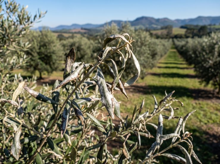 Olive_tree_leaves_showing_herbic…_202607011629