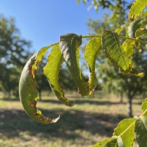 Pecan_tree_leaves_herbicide_damage_202607011632