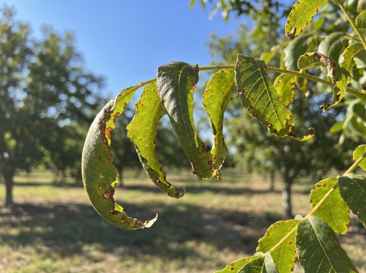 Pecan_tree_leaves_herbicide_damage_202607011632