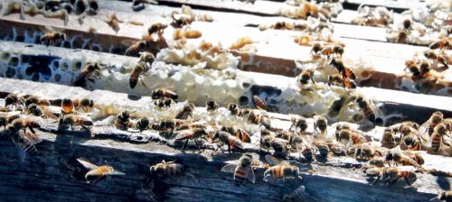 foto 1 - Agrocoop - abelhas-ok